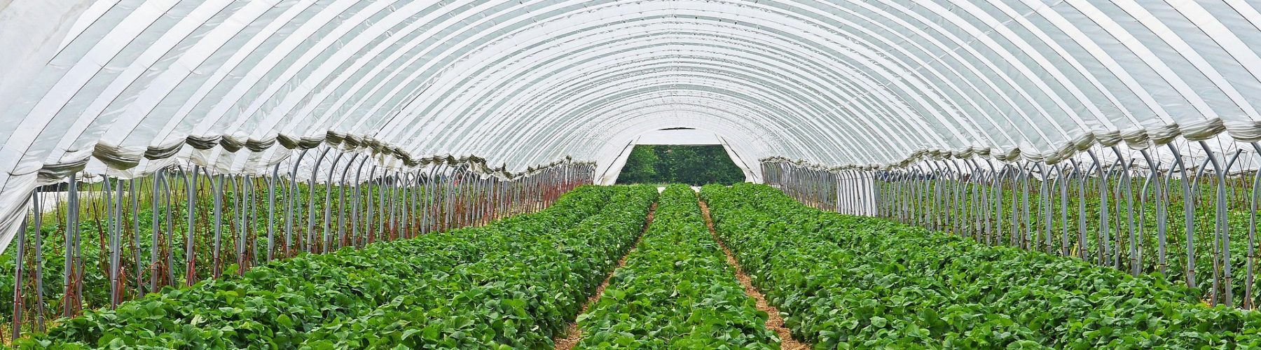 strawberry-field-3318639_1920