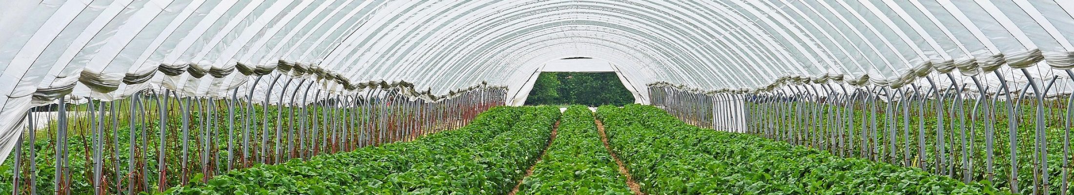 strawberry-field-3318639_1920